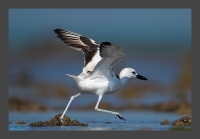 _MG_2377-Crab-Plover.jpg