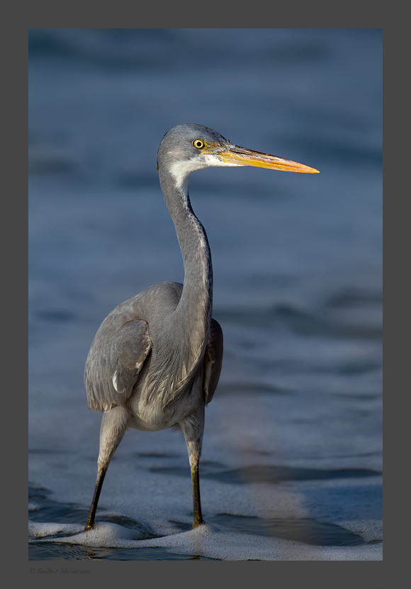 _MG_2093-Western-Reef-Egret.jpg