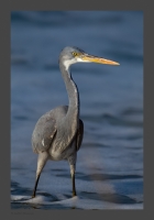 _MG_2093-Western-Reef-Egret.jpg