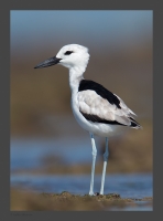 _MG_2448-Crab-Plover.jpg