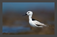 _MG_2458-Crab-Plover.jpg