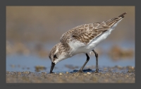 _MG_2577-Dunlin.jpg