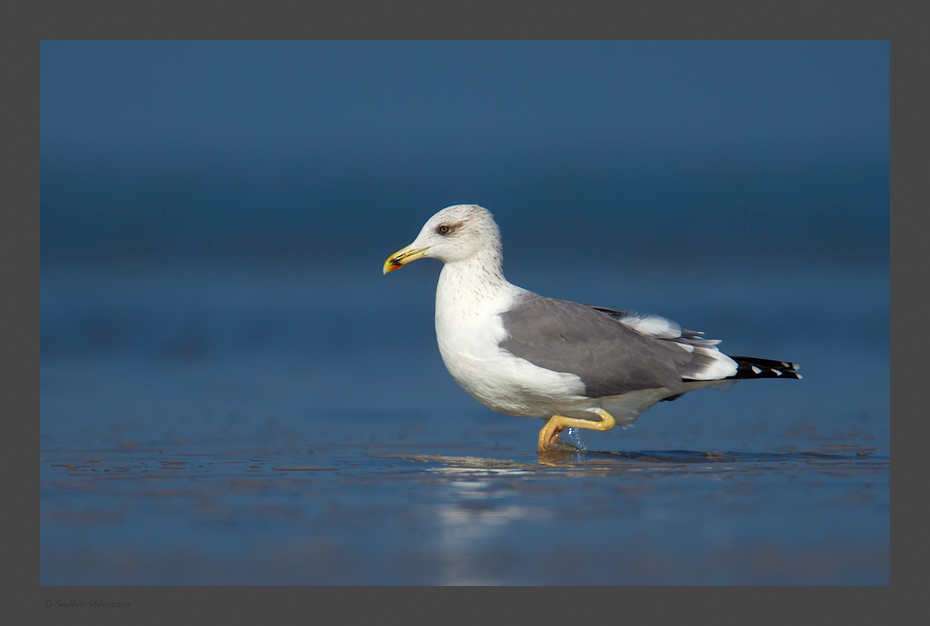 _MG_2789-Heuglin_s-Gull.jpg