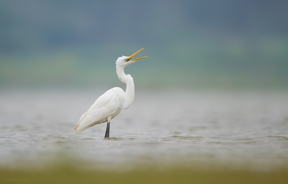 _MG_1531-Great-Egret.jpg