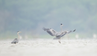 _MG_1571-Grey-Heron.jpg