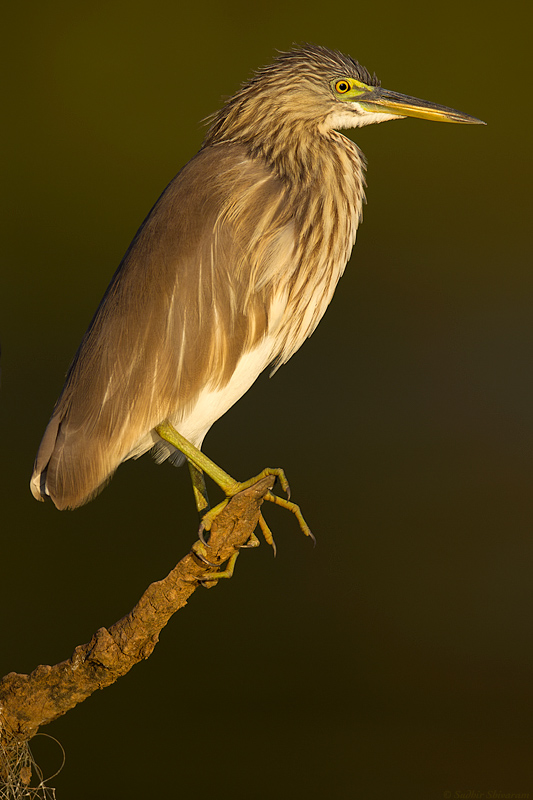 _MG_4534-Pond-Heron.jpg