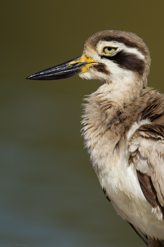 _MG_4875-Stone-Plover.jpg