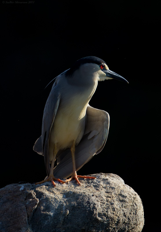 _MG_4940-Black-Crowned-Night-Heron.jpg