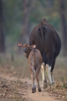 _MG_5168-Gaur-Calf.jpg