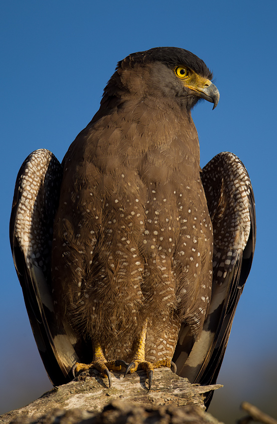 _MG_5295-Creasted-Serpant-Eagle.jpg