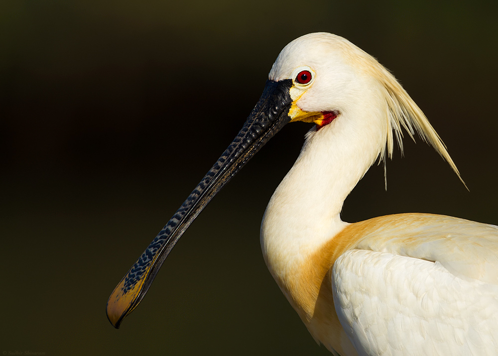 _MG_4965-Eurasian-Spoonbill.jpg