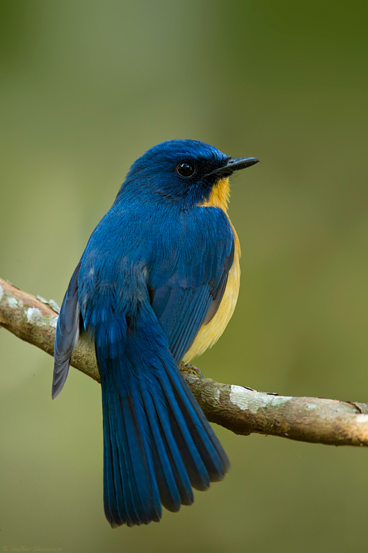 IMG_2157-Tickles-Blue-Flycatcher.jpg