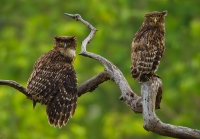 _MG_8634-Brown-Fish-Owl.jpg