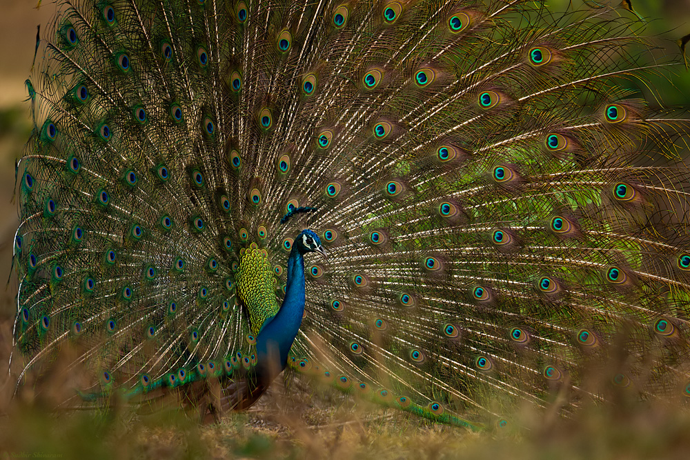 _MG_8439-Peafowl.jpg