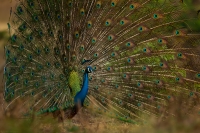 _MG_8439-Peafowl.jpg