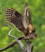 _MG_8681-Brown-Fish-Owls.jpg