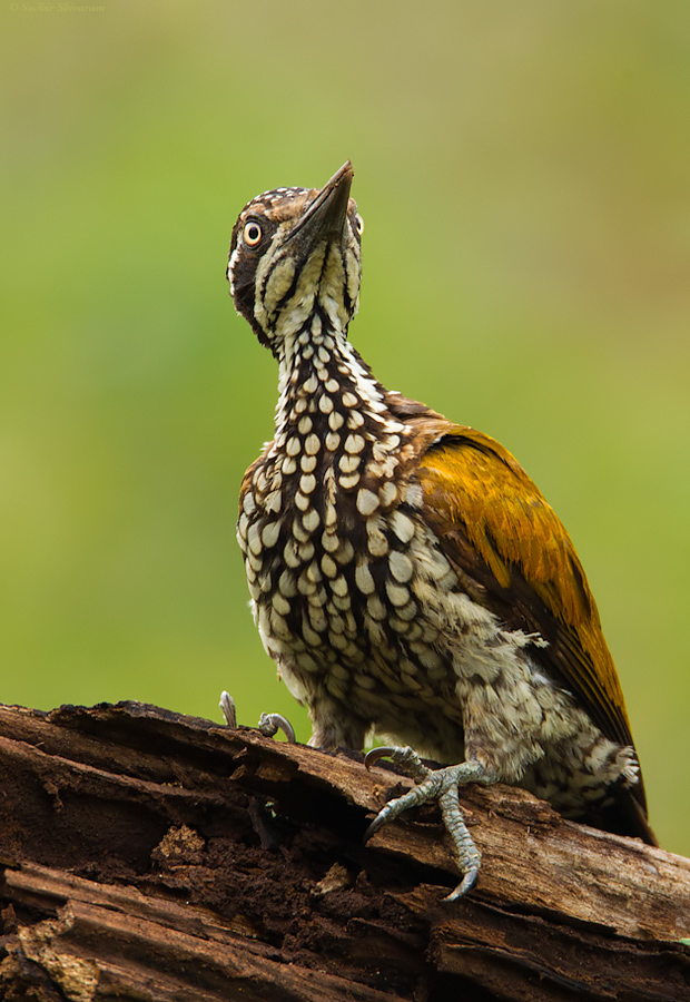 _MG_8906-Greater-Flameback.jpg