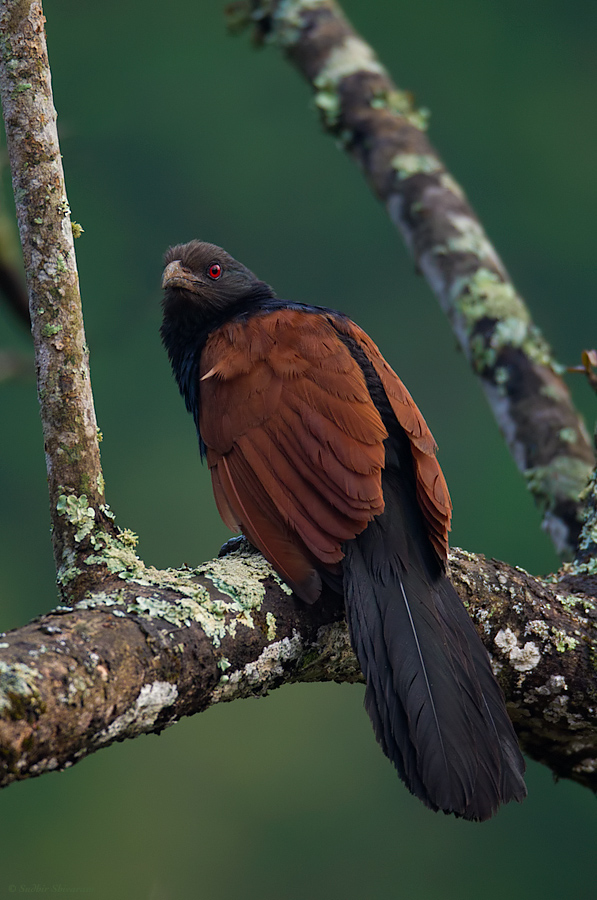 _MG_9002-Greater-Coucal.jpg