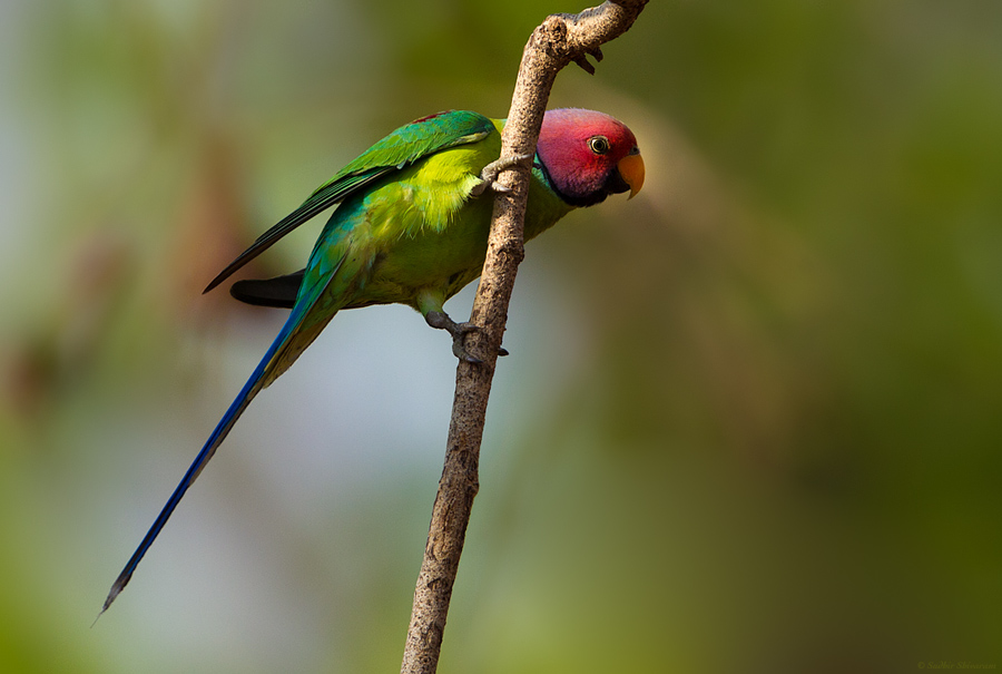 _67G9338-Plum-Headed-Parakeet.jpg