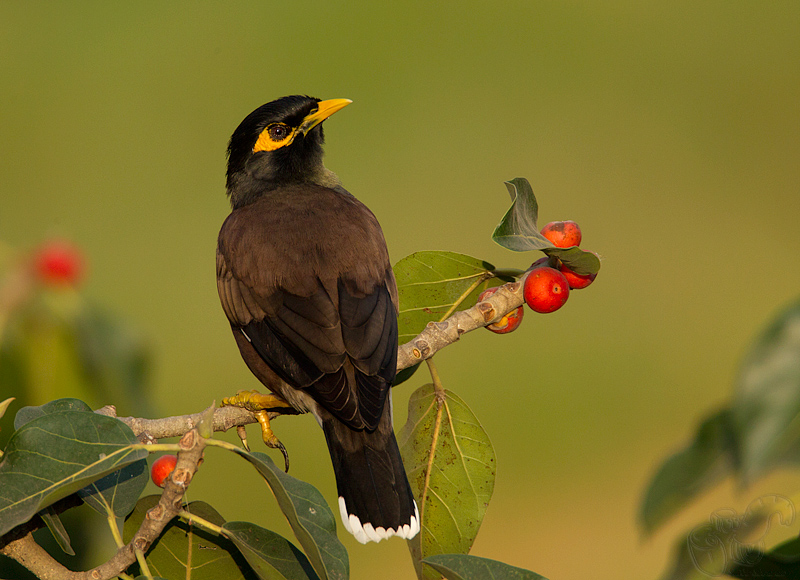 _67G3687-Common-Myna.jpg