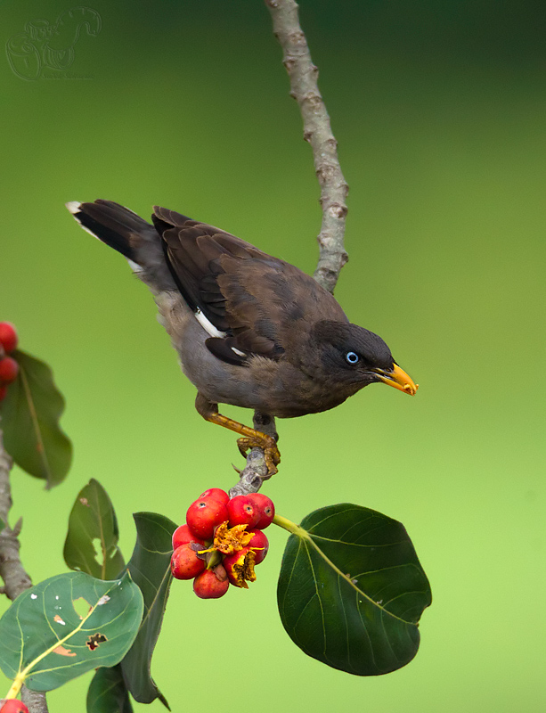 _67G3891-Jungle-Myna.jpg