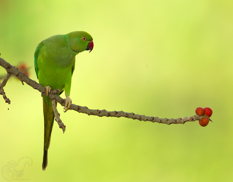 _67G4013-Rose-Ringed-Parakeet.jpg