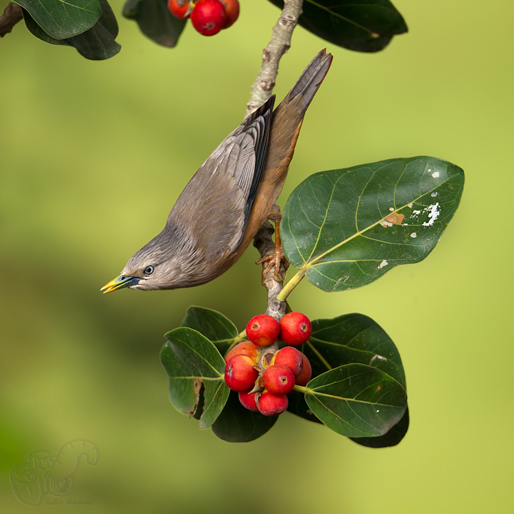 _67G4235-Chestnut-Tailed.jpg