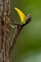 _67G4642-Flying-Lizzard.jpg