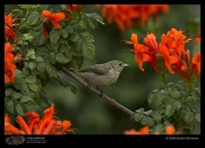 MG_2270_Pale_Billed_Flowerpecker.jpg