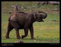 CRW_7228_Elephant.jpg