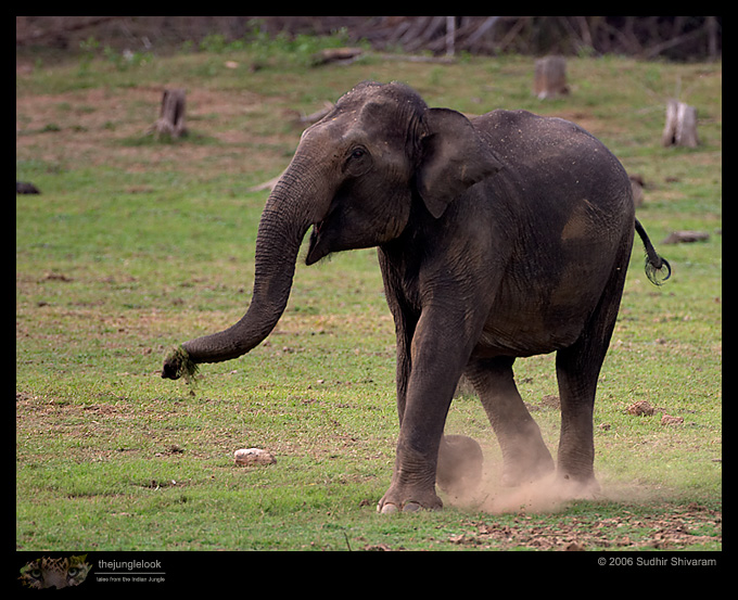 CRW_7238_Elephant.jpg