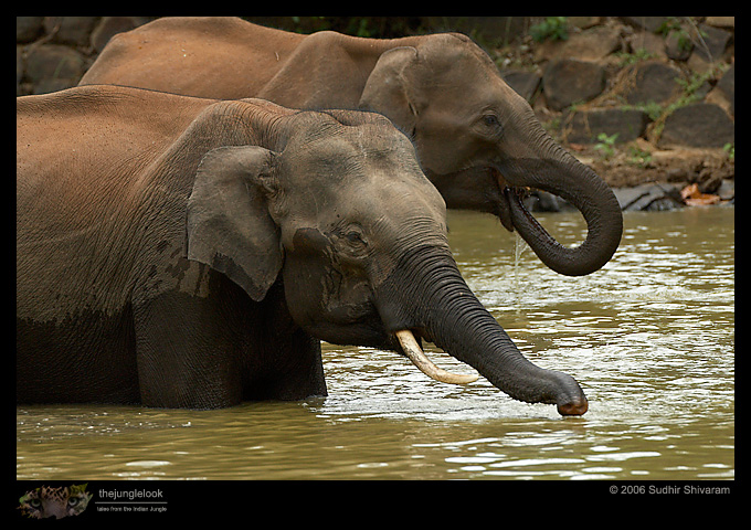 MG_2738_Elephant.jpg