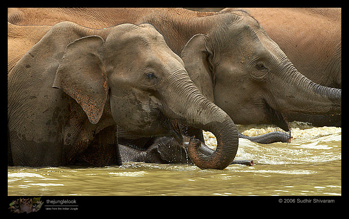MG_2733_Elephant.jpg