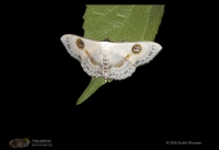 _MG_6985-Moth.jpg