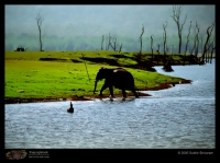 Kabini-Elephant-water.jpg