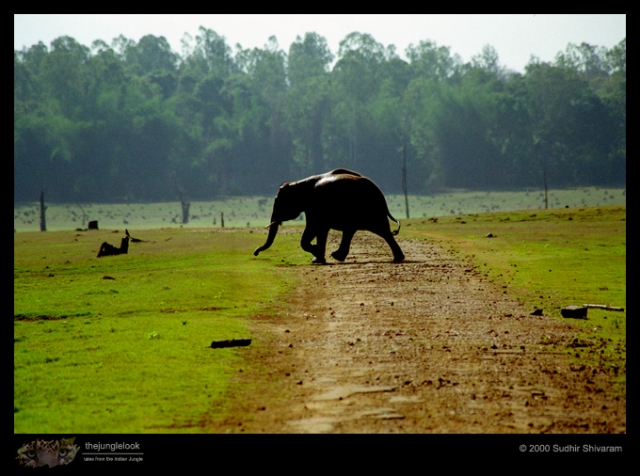 Kabini-Elephant-Run.jpg