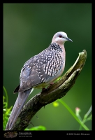 CRW_2397-Spotted-Dove.jpg