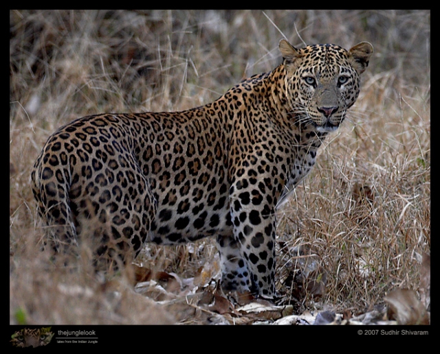 _MG_9876-Leopard_Close-up.jpg