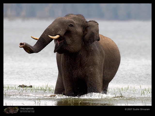_MG_9723-Asian-Elephant.jpg