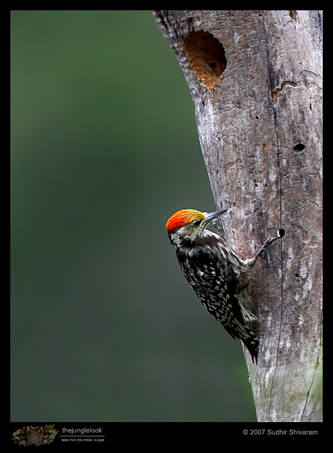 _MG_3449-Yellow-Crowned-Woodpecker.jpg