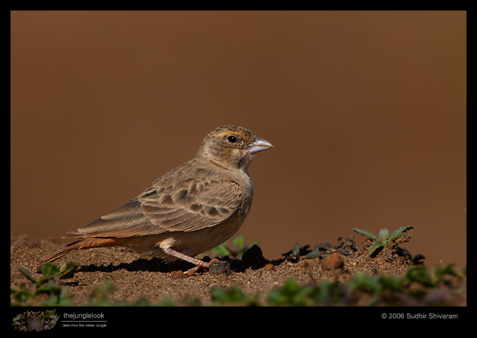 _MG_6790-Ashy-Crowned-Sparrow-Lark.jpg