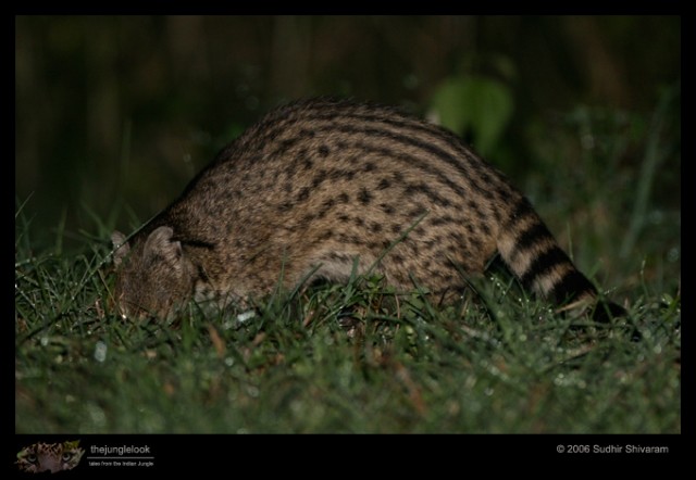 IMG_2849-Small-Indian-Civet.jpg