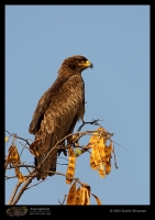 CRW_5407-Tawny-Eagle.jpg