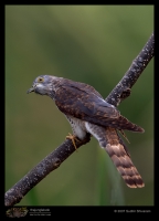_MG_0382-Common-Hawk-Cuckoo.jpg