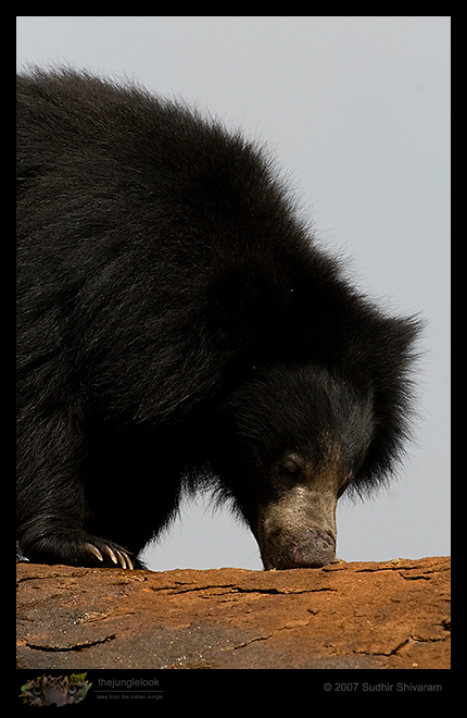 _MG_2193-Sloth-Bear.jpg