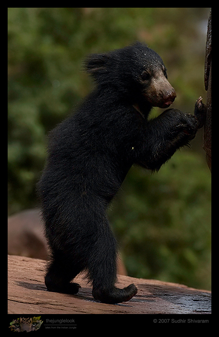 _MG_2199-Sloth-Bear-Cub.jpg