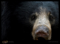 _MG_2735-Sloth-Bear.jpg