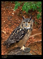 _MG_3494-Eurasian-Eagle-Owl.jpg