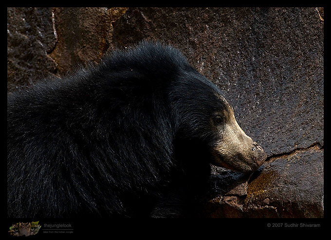 _MG_2221-Sloth-Bear.jpg