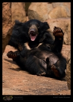 _MG_2280-Sloth-Bear-Cubs.jpg